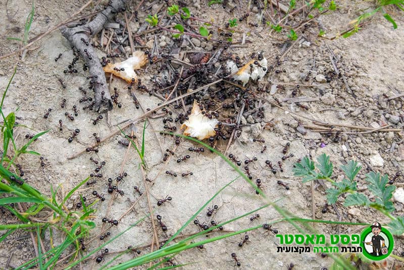מושבת נמלים - איך להיפטר מנמלים בגינה